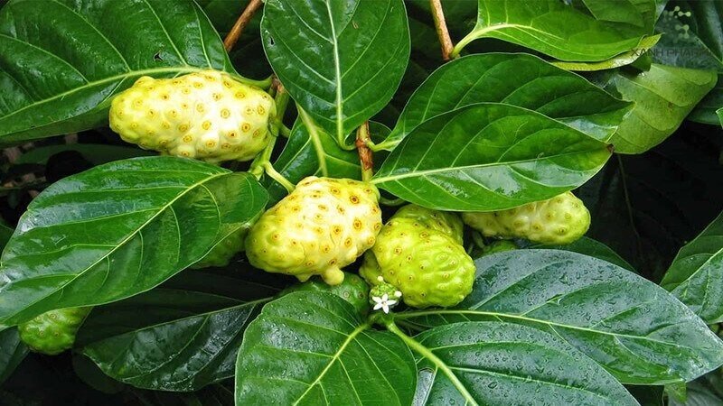 Organic noni fruit